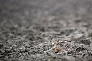 Hase im Regen – Polder in Zeeland