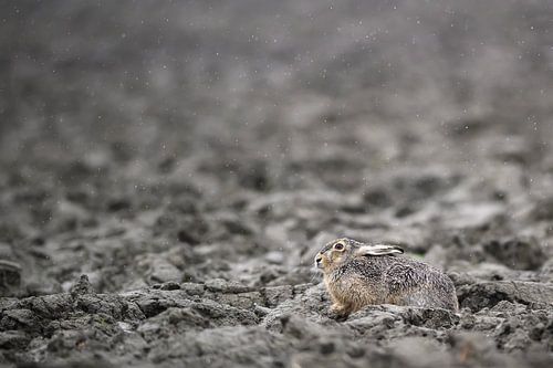 Haasje in de regen – Zeeuwse polder