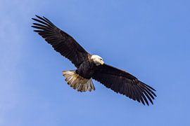 Pygargue à tête blanche (Haliaeetus leucocephalus)