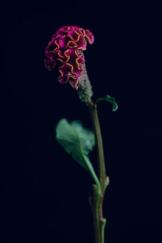 Celosia bloem