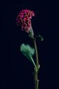 Celosia flower by Carla Van Iersel thumbnail