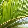 Fougère verte de palmier et lumière du soleil méditerranéen sur Adriana Mueller