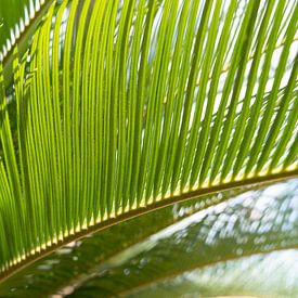 Green palm fern and Mediterranean sunlight by Adriana Mueller