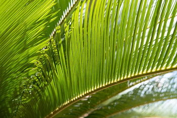 Grüne Blätter des Palmfarns im Sonnenlicht