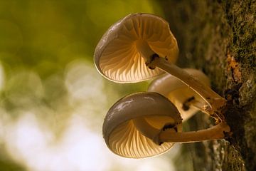 Porcelain fungi on the tree by Dorien Jacobson