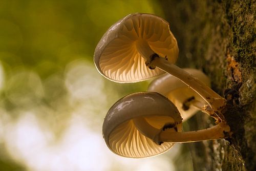Porcelain fungi on the tree