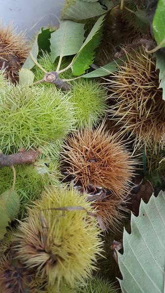 kastanjes by Bieszlook MarionBieszke