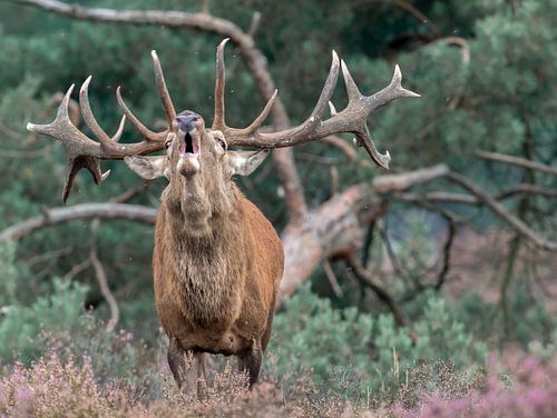 Edelhert Oerbrul van Fotografie Verbeek Barneveld