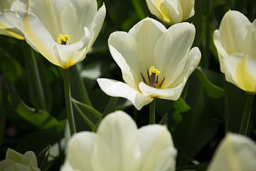 Weiße Blumen von Chris Snoek