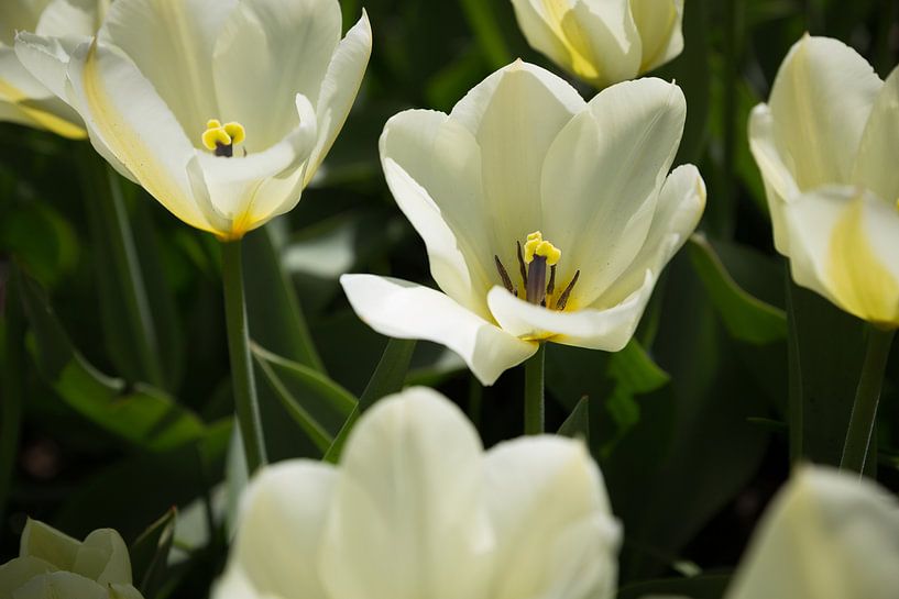Witte bloemen van Chris Snoek