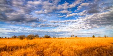 Panoramic view of the High Fens by Colin van der Bel