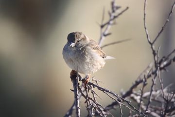 Huismus in de Duinen van Colin Aalbers