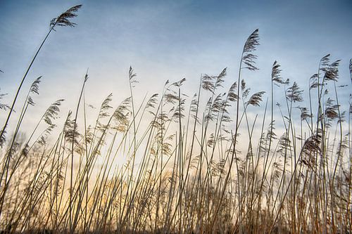 Reed plumes at sunset