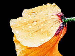 Goldener Mohn mit Regentropfen