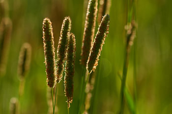 Wiesen-Fuchsschwanz