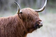 Schotse Hooglander met gras in bek van Debbie Rijnders thumbnail