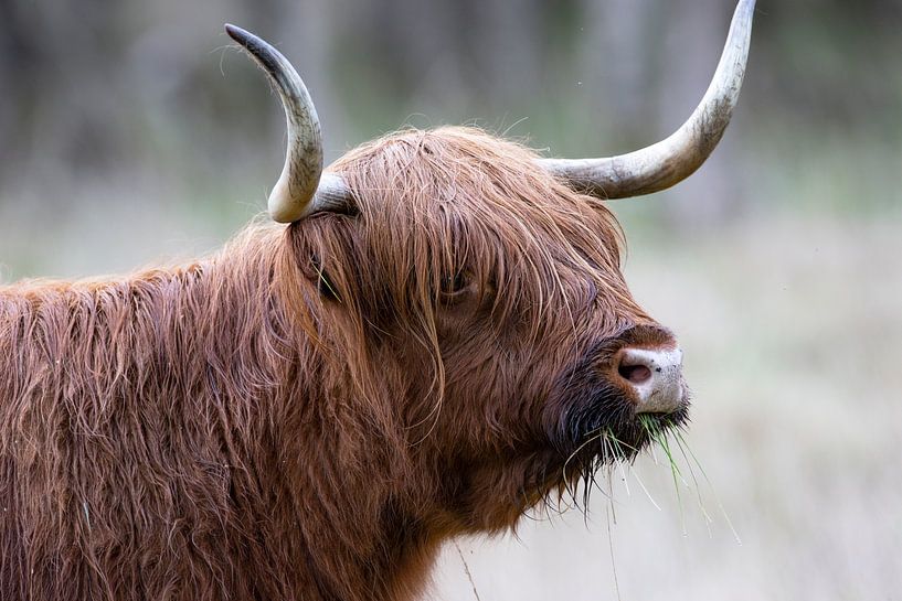 Schotse Hooglander met gras in bek van Debbie Rijnders