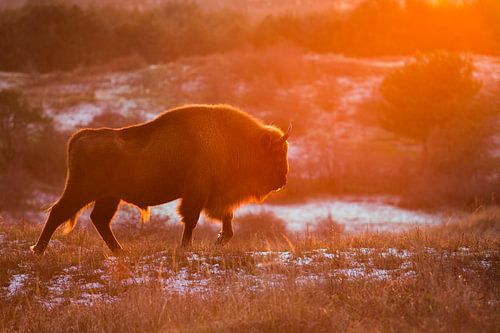 Wisenten in duinen op het Kraansvlak van Zuid Kennemerland