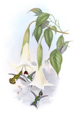 Mulsant's Wood Star, John Gould van Hummingbirds