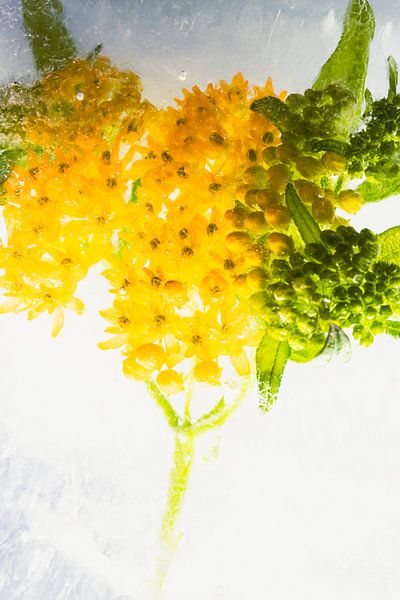 Gelbe Seidenblume in Eis 2 von Marc Heiligenstein