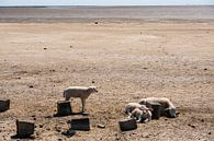 Schafe als Badegäste von Merijn Loch Miniaturansicht