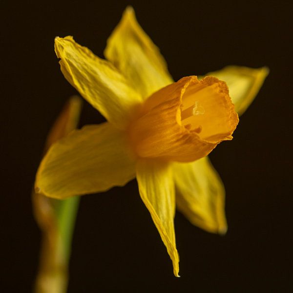 Narcis van André Dorst