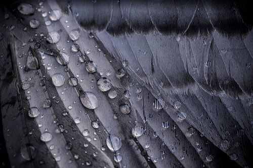 Raindrops on Wings