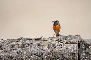 Fiery Contrast Collared Redstart sur Trunk