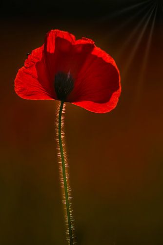 Poppy at sunset