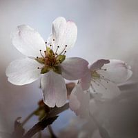Blütenlicht