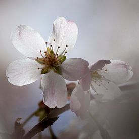 Blossom Light by Michael Krawietz