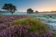 Bloeiende Heide van Mark van der Walle thumbnail
