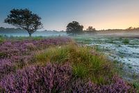 Flowering Heather