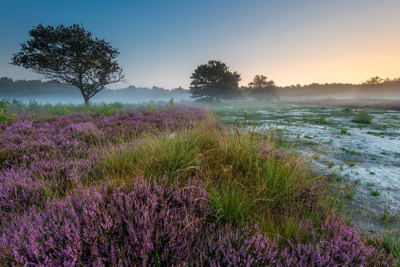 Bloeiende Heide van Mark van der Walle