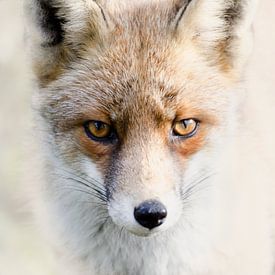 Portrait d'un renard roux sur Pierre Timmermans