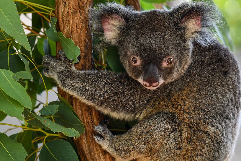 koala par Robert Styppa