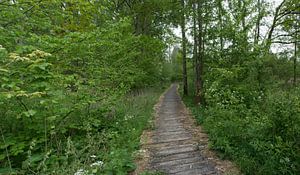 Panorama d'une terrasse dans la forêt