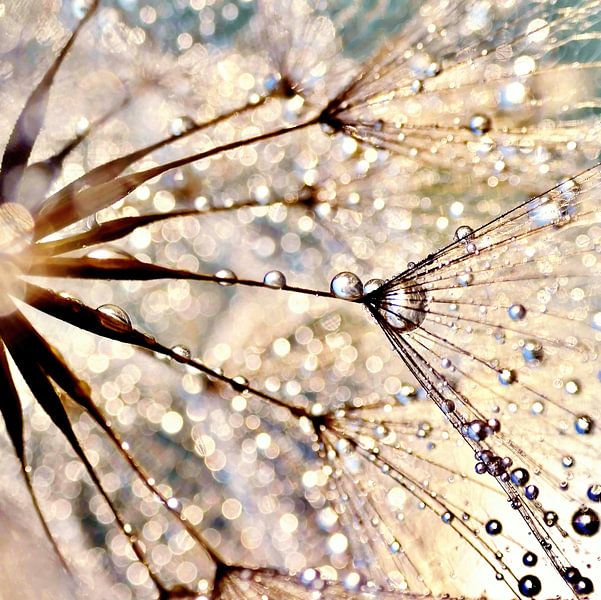 Paardenbloem Dauwdruppels  by Julia Delgado