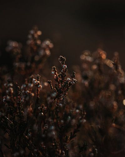 Heidegras in de avondzon