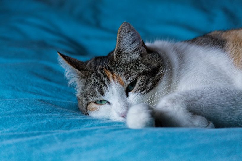 Katze auf blauer Decke von Christophe Fruyt