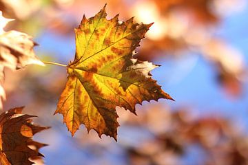 The Old Leaf by Cornelis (Cees) Cornelissen