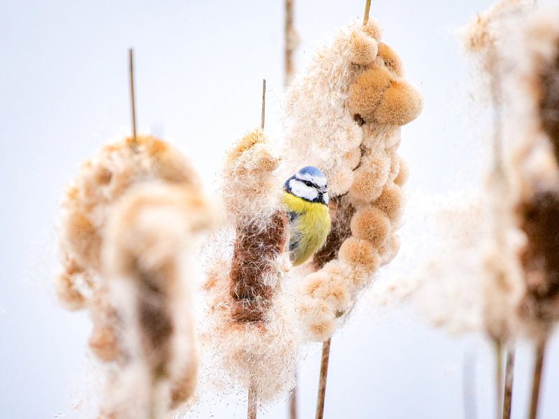 Blue tit eats from bulrush by Miriam van Dun