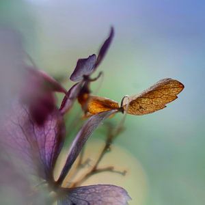 L'automne bat son plein