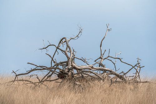 Echo's van Vergankelijkheid Verstrengelde Takken