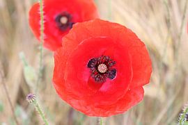 Rode papaver 2 van Helmut Martin - the art of stone - Steinkunst & Photographie