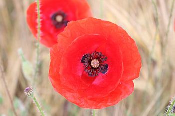 Roter Mohn 2