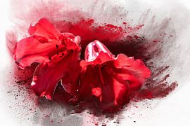 Klokjesbloem sur Harry Stok