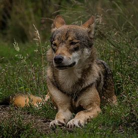 Wolf in seiner entspannten Position von miranda tijssen