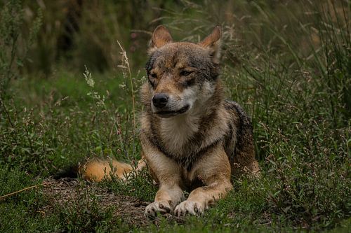 wolf in zijn relaxte houding