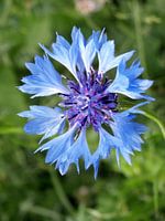 Blauwe korenbloem